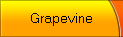 Grapevine