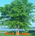 Birch Package