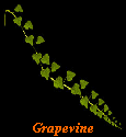 Grapevine